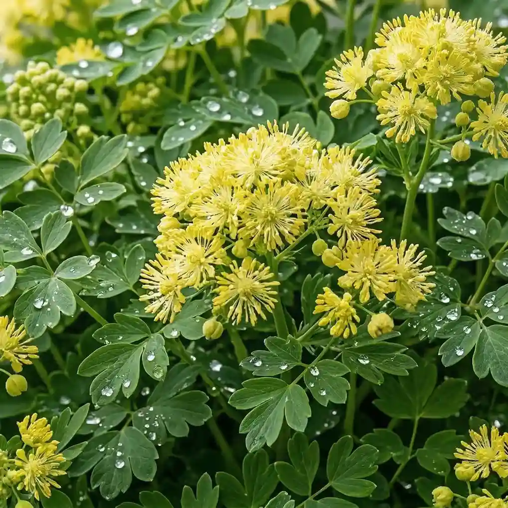 Korzeń rutewki żółtej – składnik produktu PlantaHerb