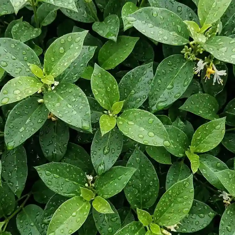 Liście gurmaru – składnik produktu PlantaHerb